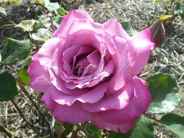 Роза Royal Amethyst (Роял Аметист) — фото 4