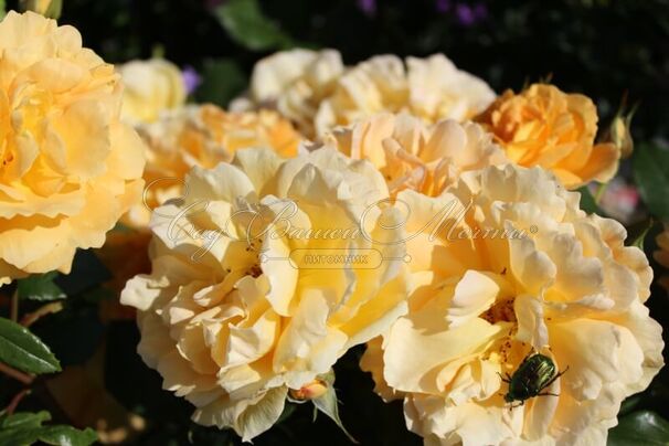Роза Bernstein-Rose (Бернштайн роуз) — фото 3
