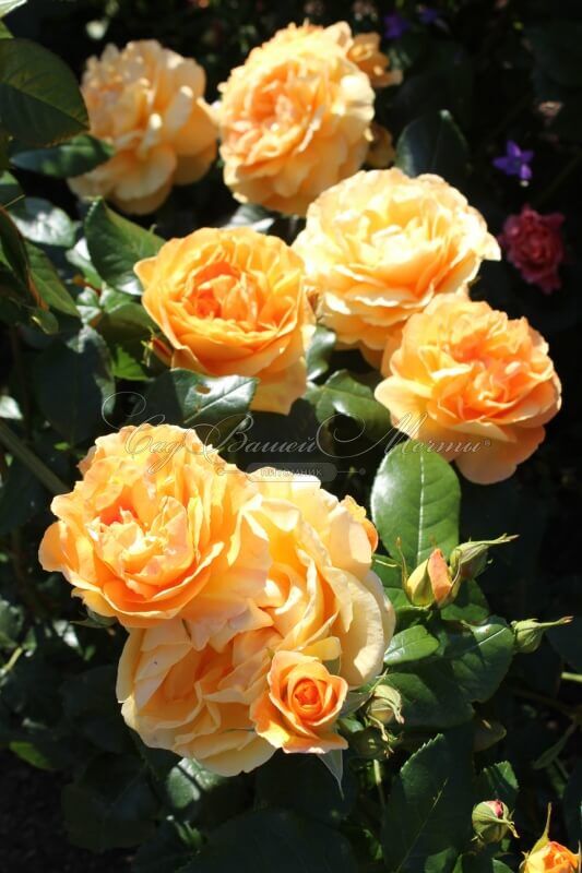 Роза Bernstein-Rose (Бернштайн роуз) — фото 4