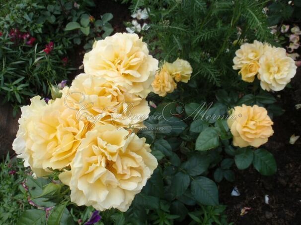 Роза Bernstein-Rose (Бернштайн роуз) — фото 6