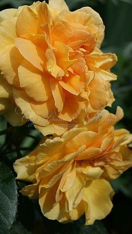 Роза Bernstein-Rose (Бернштайн роуз) — фото 7