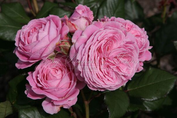 Роза Rosengrafin Marie Henriette (Графиня Мари Генриетта) — фото 3