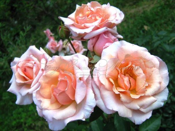 Роза Compassion (Компассион) — фото 2