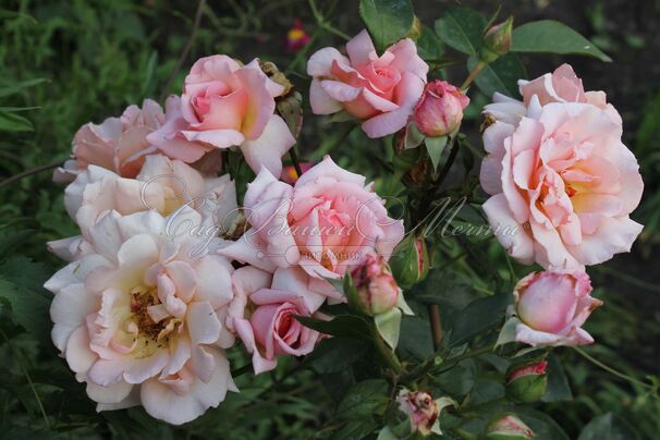 Роза Compassion (Компассион) — фото 6