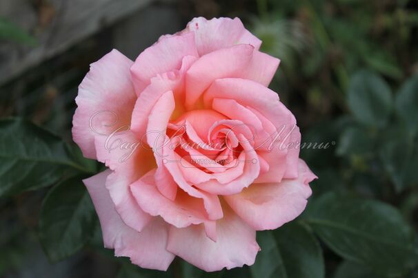 Роза Compassion (Компассион) — фото 8