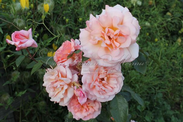 Роза Compassion (Компассион) — фото 9