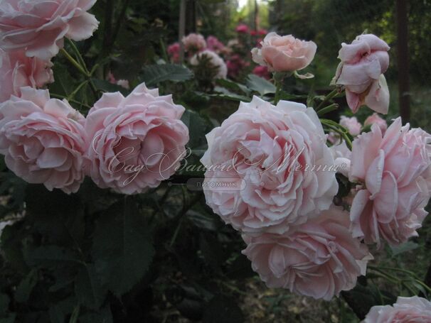 Роза Constanze Mozart (Констанс Моцарт) — фото 3