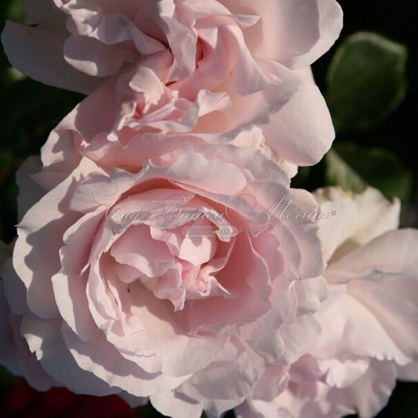 Роза Constanze Mozart (Констанс Моцарт) — фото 4