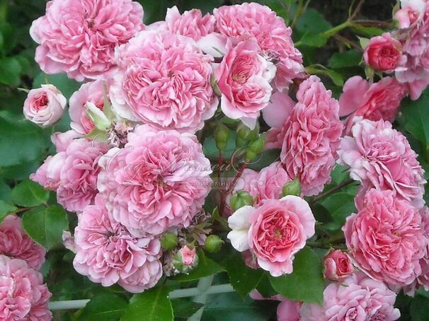 Роза Pink Swany (Пинк Свани) — фото 7
