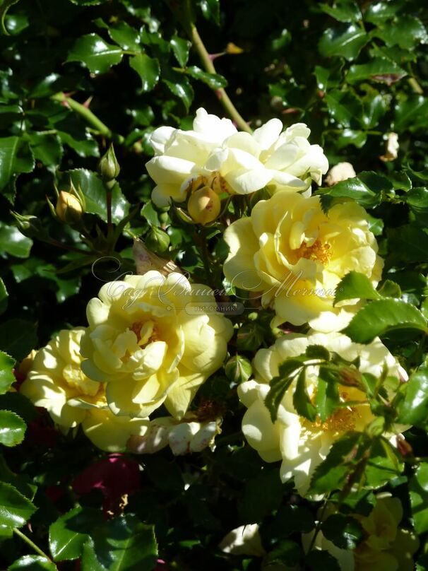 Роза Sunny Rose (Санни Роуз) — фото 3