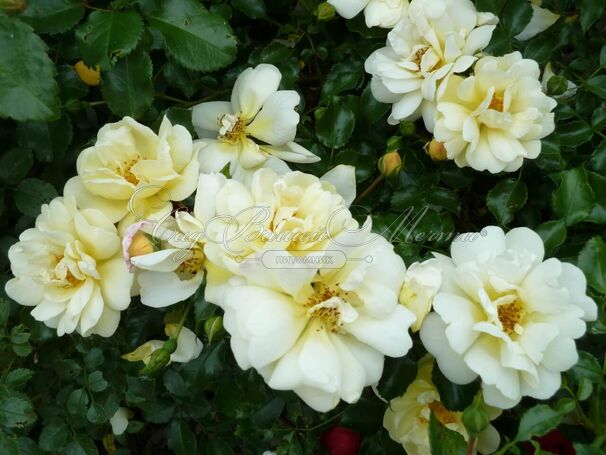 Роза Sunny Rose (Санни Роуз) — фото 4