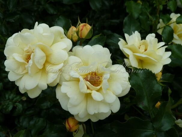 Роза Sunny Rose (Санни Роуз) — фото 5