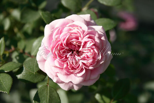 Роза Starlet-Rose Eva (Старлет Роз Ева) — фото 3