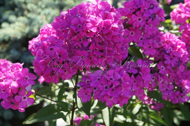 Флокс метельчатый Свит Вильям (Sweet William) — фото 3