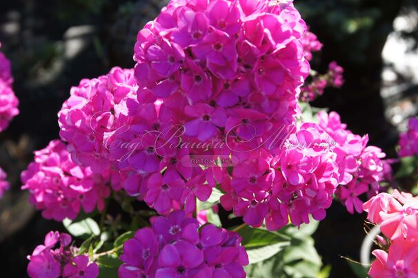 Флокс метельчатый Свит Вильям (Sweet William) — фото 4