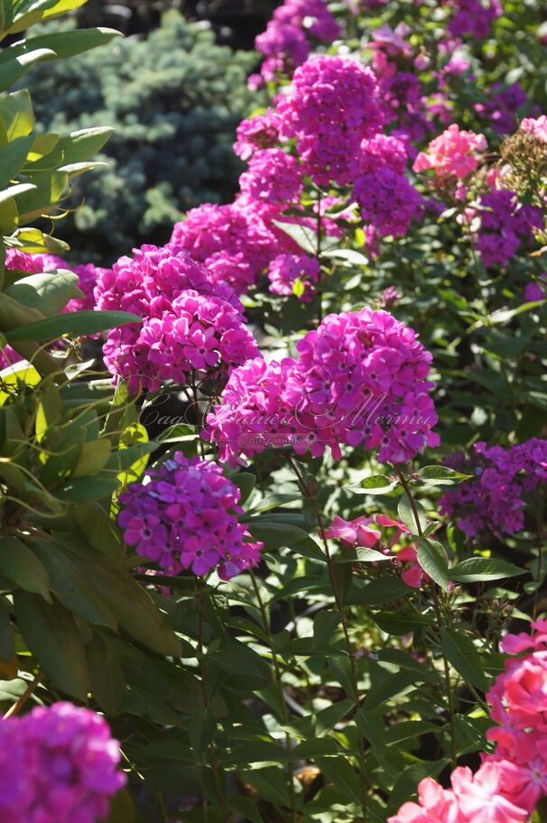 Флокс метельчатый Свит Вильям (Sweet William) — фото 5