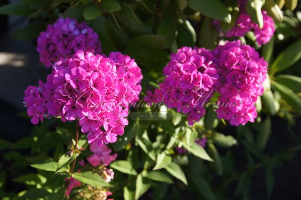 Флокс метельчатый Свит Вильям (Sweet William) — фото 6