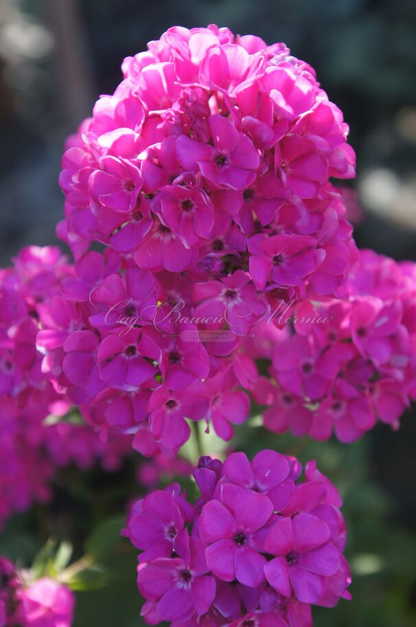 Флокс метельчатый Свит Вильям (Sweet William) — фото 8