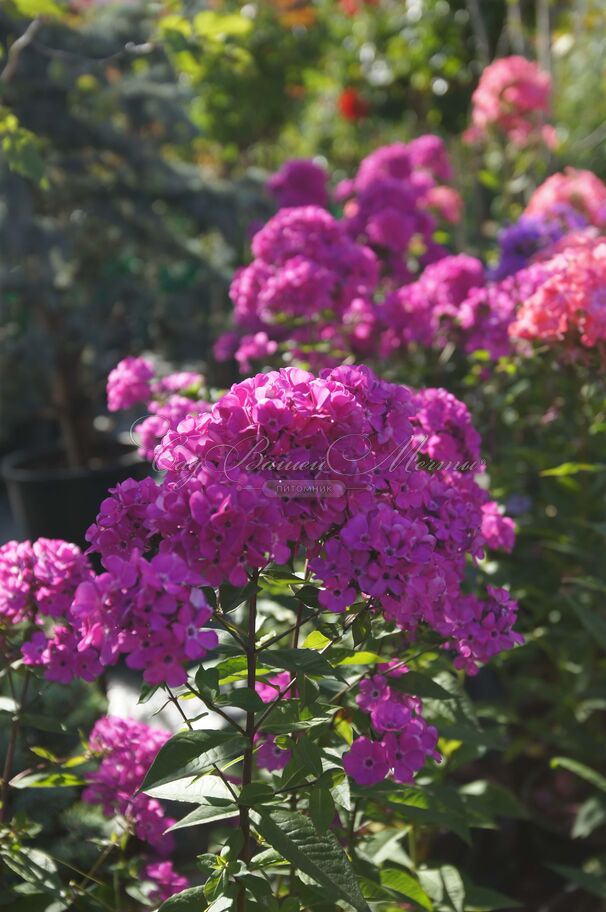 Флокс метельчатый Свит Вильям (Sweet William) — фото 9