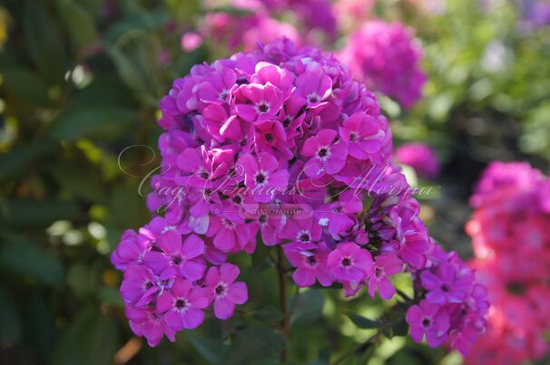 Флокс метельчатый Свит Вильям (Sweet William) — фото 10