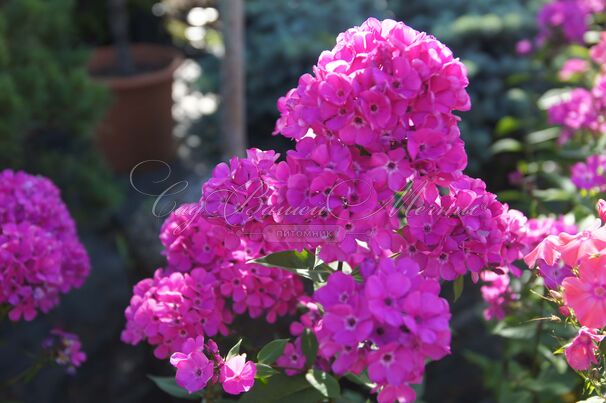 Флокс метельчатый Свит Вильям (Sweet William) — фото 11
