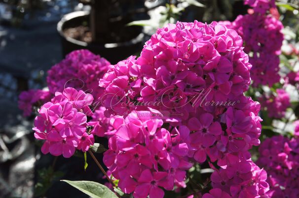 Флокс метельчатый Свит Вильям (Sweet William) — фото 12