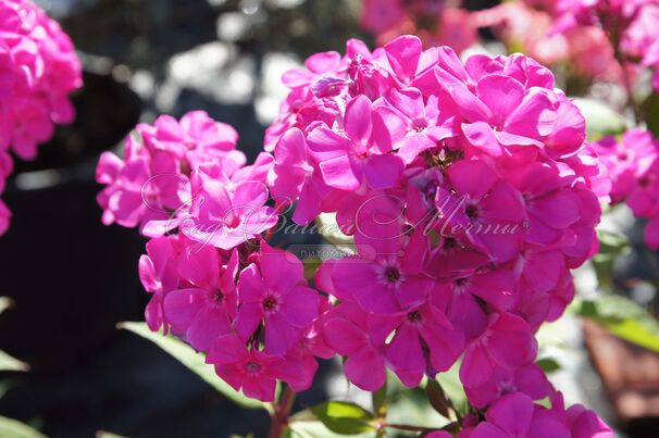 Флокс метельчатый Свит Вильям (Sweet William) — фото 13