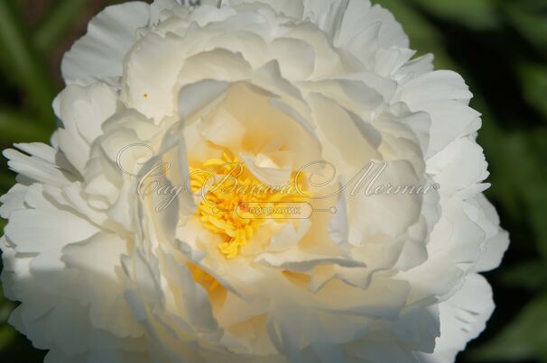 Пион травянистый Боул оф Крим (Bowl of Cream) — фото 4