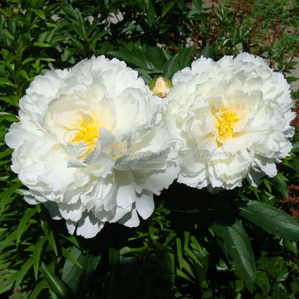 Пион травянистый Боул оф Крим (Bowl of Cream) — фото 6