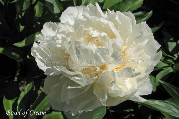 Пион травянистый Боул оф Крим (Bowl of Cream) — фото 10