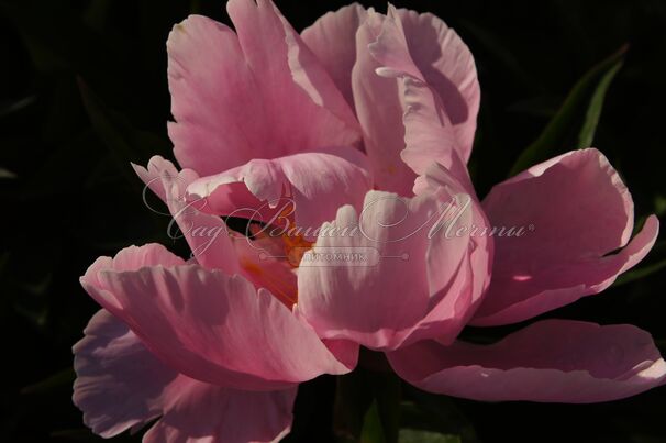 Пион травянистый Денсинг баттерфляй (Dancing butterfly) — фото 8