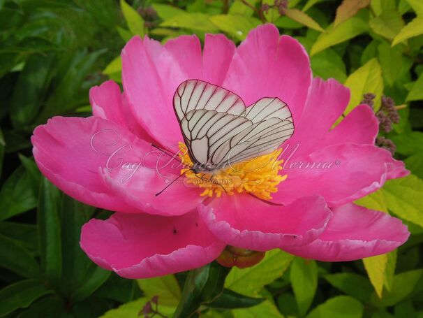 Пион травянистый Денсинг баттерфляй (Dancing butterfly) — фото 9