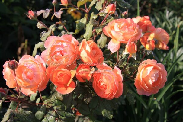 Роза Lady Emma Hamilton (Леди Эмма Хамильтон) — фото 4