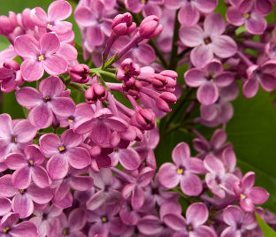 Сирень "Декларейшн" / Syringa hyacinthiflora "Declaration"