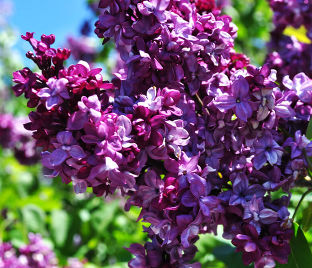 Сирень "Аделаида Дюнбар" / Syringa vulgaris "Adelaide Dunbar"