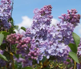 Сирень "Альберт Ф. Холден" / Syringa vulgaris "Albert F. Holden"