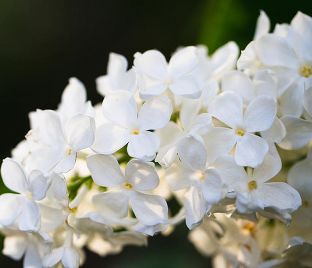 Сирень "Аваланж" / Syringa vulgaris "Avalanche"