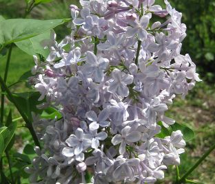 Сирень "Чарльз Линдберг" / Syringa vulgaris "Charles Lindbergh"