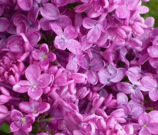 Сирень "Конго" / Syringa vulgaris "Congo"