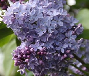 Сирень "Президент Линкольн" / Syringa vulgaris "President Lincoln"