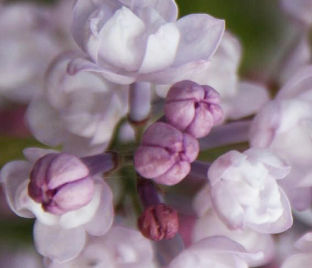 Сирень "Анабель" / Syringa hyacinthiflora "Anabel"