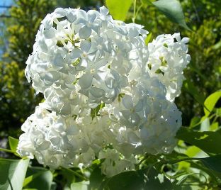 Сирень "Фредерик Лоу Ольмштедт" / Syringa vulgaris "Frederick Law Olmstedt"