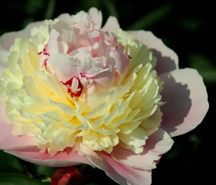 Пион травянистый Пичи роуз (Peachy rose)