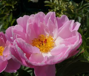 Пион травянистый Роял Роуз (Royal Rose)
