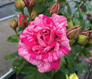 Роза Bright Rose (Брайт Роуз)