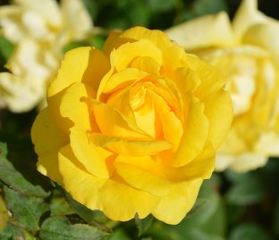 Роза Golden Emblem (Голден Эмблем)