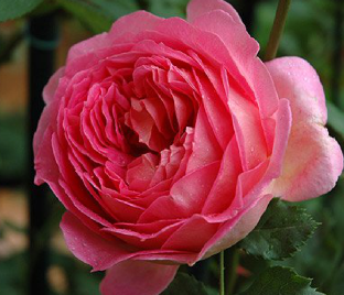 Роза Jubilee Celebration (Джубили Селебрейшн)