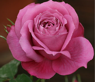 Роза Lanping Rose (Ланпинг Роуз)