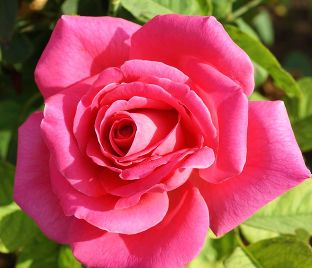 Роза Pink Peace (Пинк Пис)