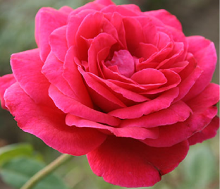 Роза Red Peace (Рэд Пис) — фото 1